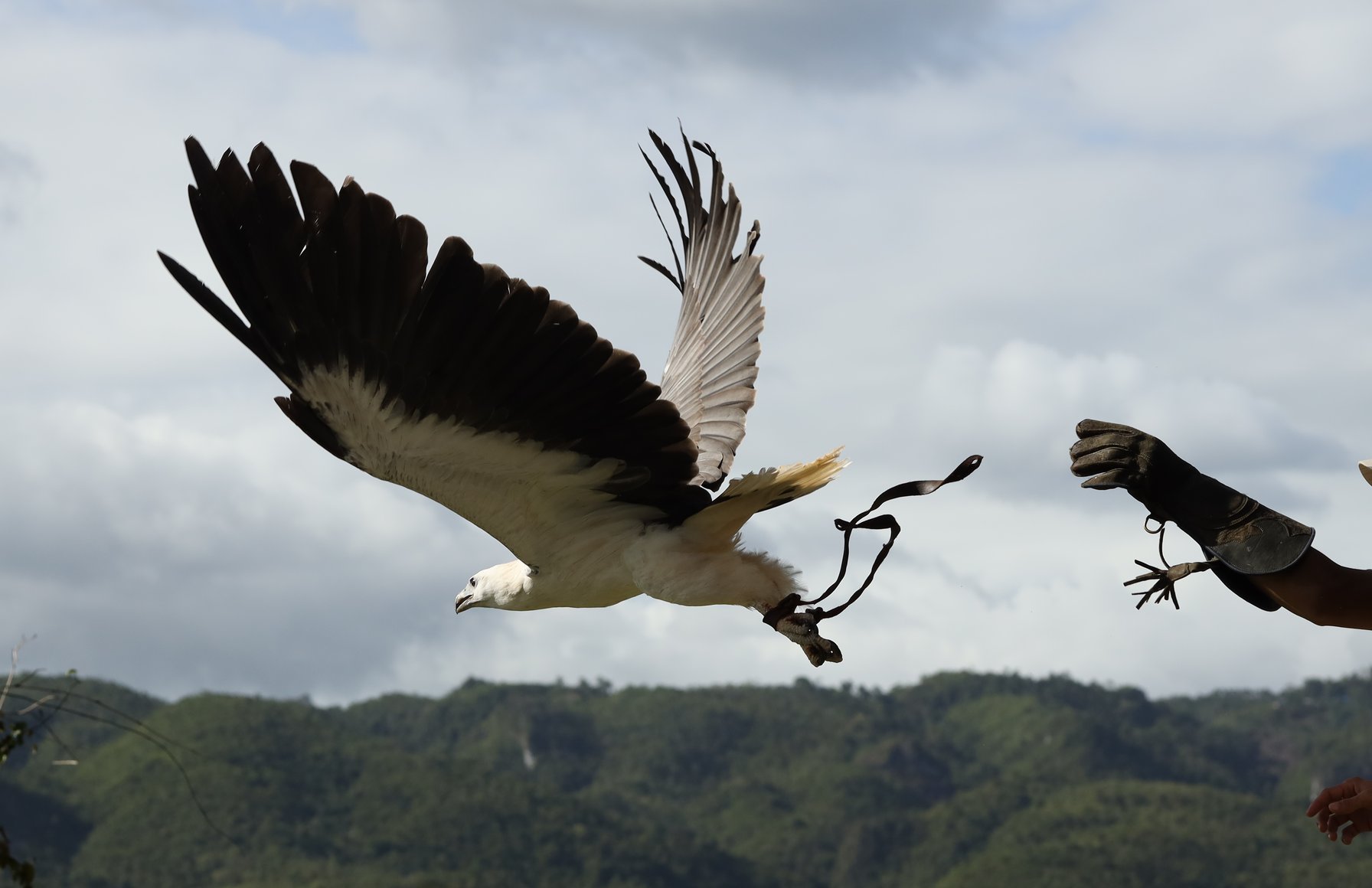 Animals & Wildlife - Cebu Safari & Adventure Park