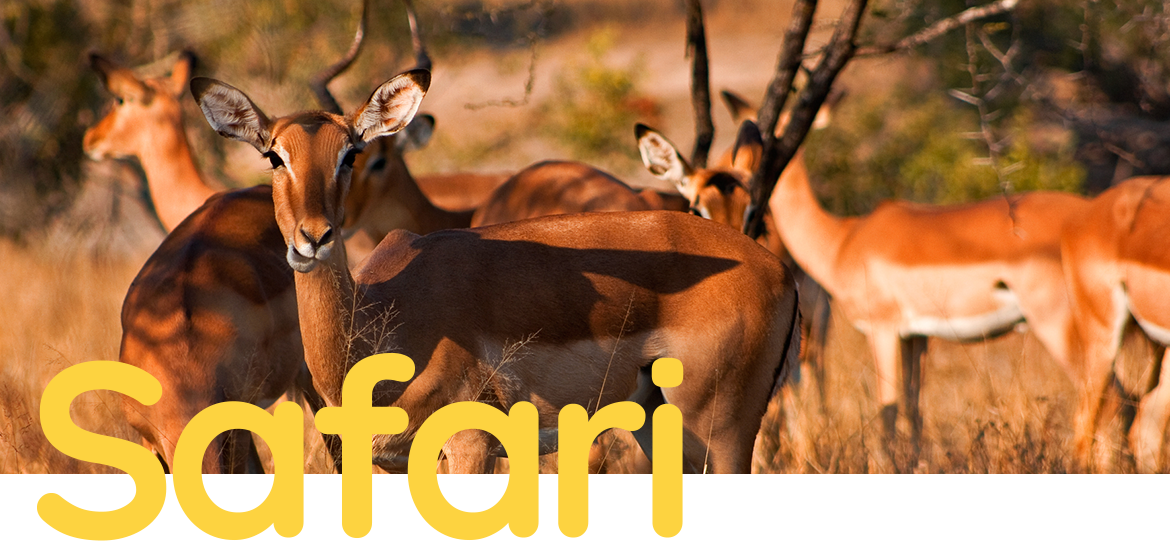 Safari Main Image